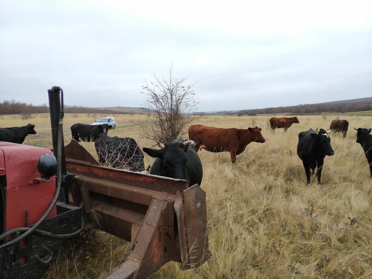 Иркутские фермеры закупили коровам смарт-часы для отслеживания их местонахождения