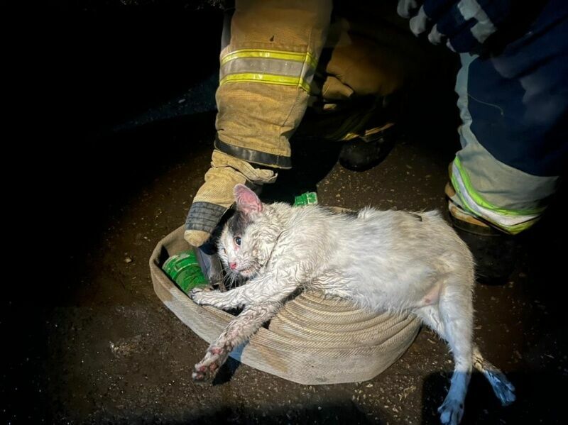 В Саратове кот спас своего хозяина во время ночного пожара