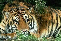 В Якутск на новогоднее шоу привезли восемь трупов тигров