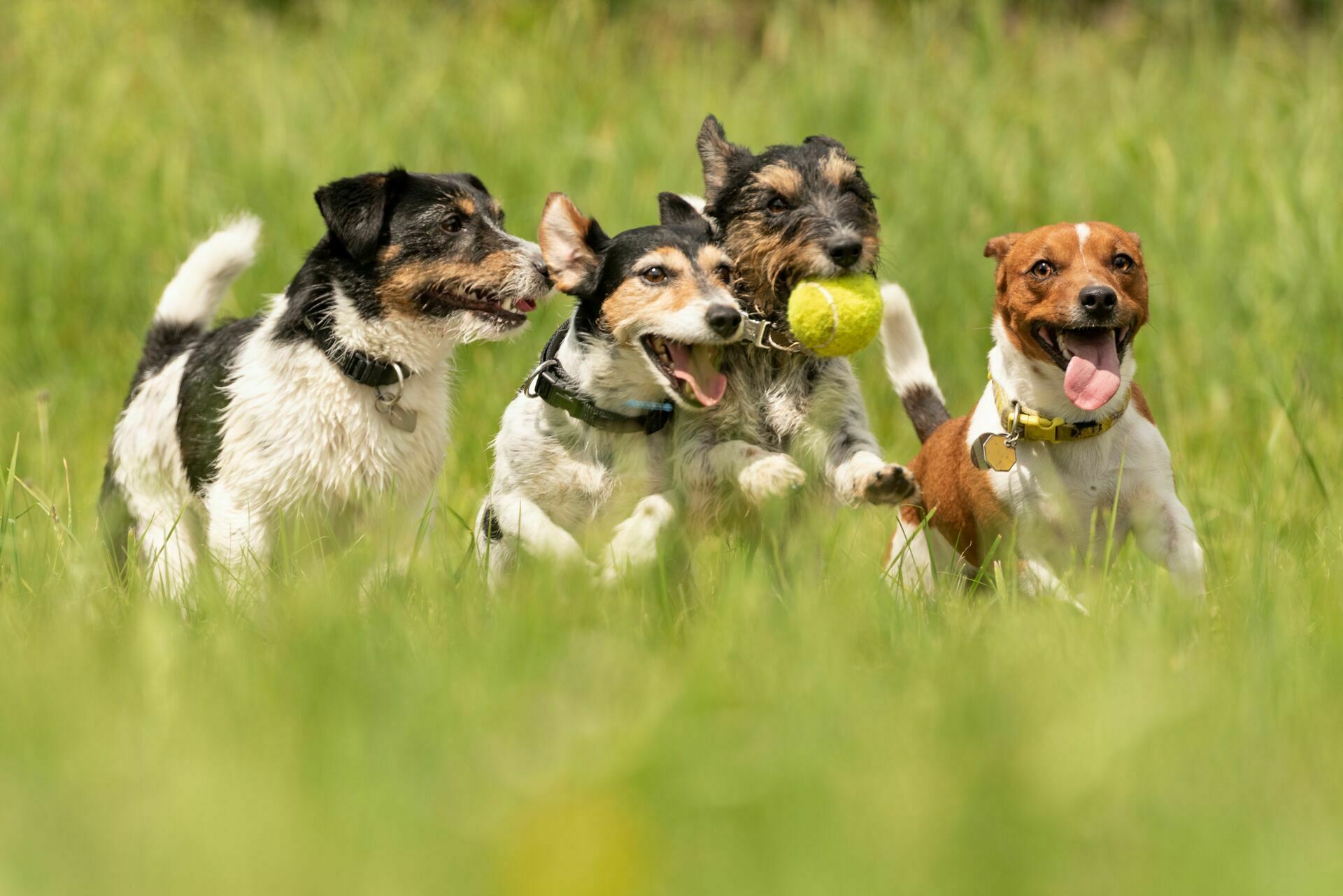 Зоопсихологи выяснили, что собаки играют охотнее, если у них есть зрители