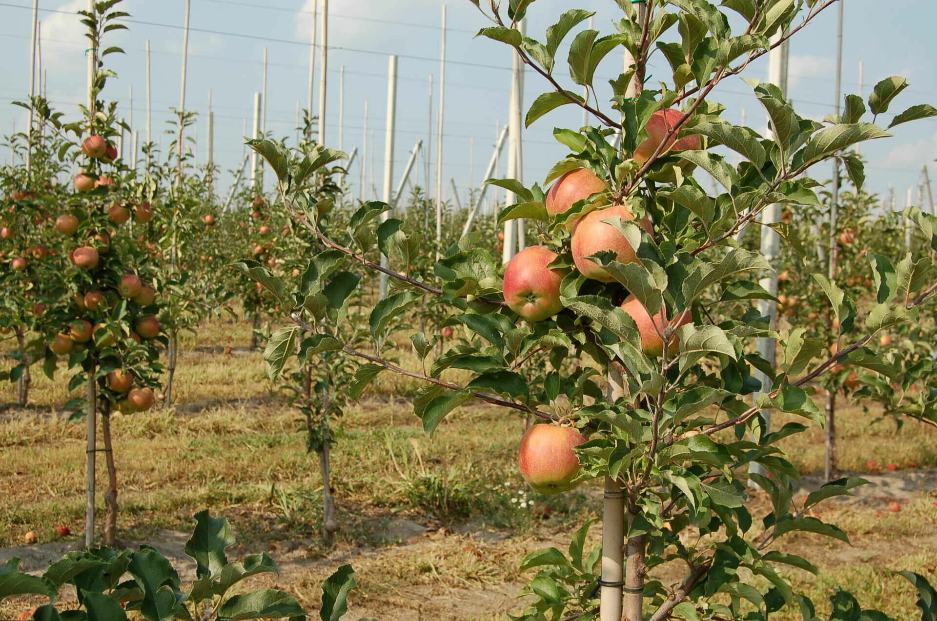 Яблоневые сады фермеров Чуряевых  теперь под угрозой "скрепостроителей"