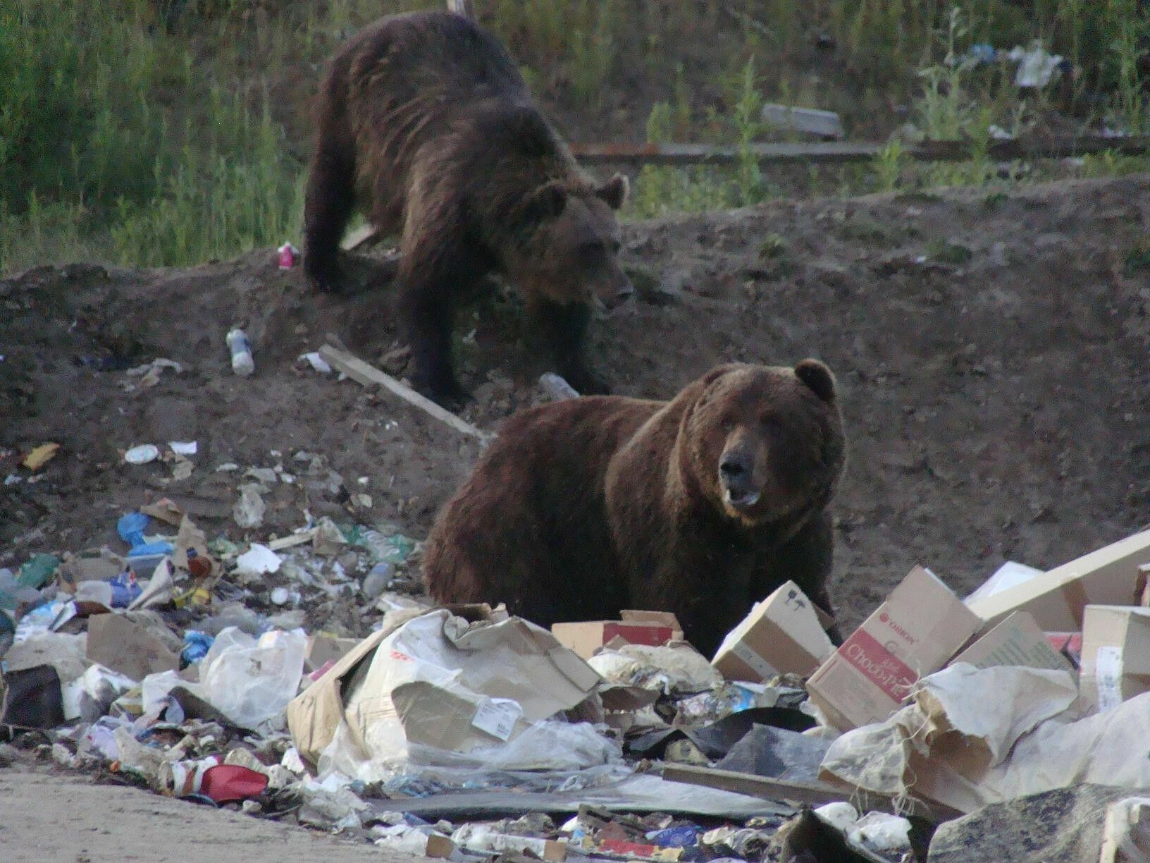 Если в каком-то месте есть не закрытая мусорная свалка с пищевыми отходами, медведь начинает считать её своей собственностью и атаковать всех приближающихся к ней людей, причём атаки могут быть со смертельным исходом.