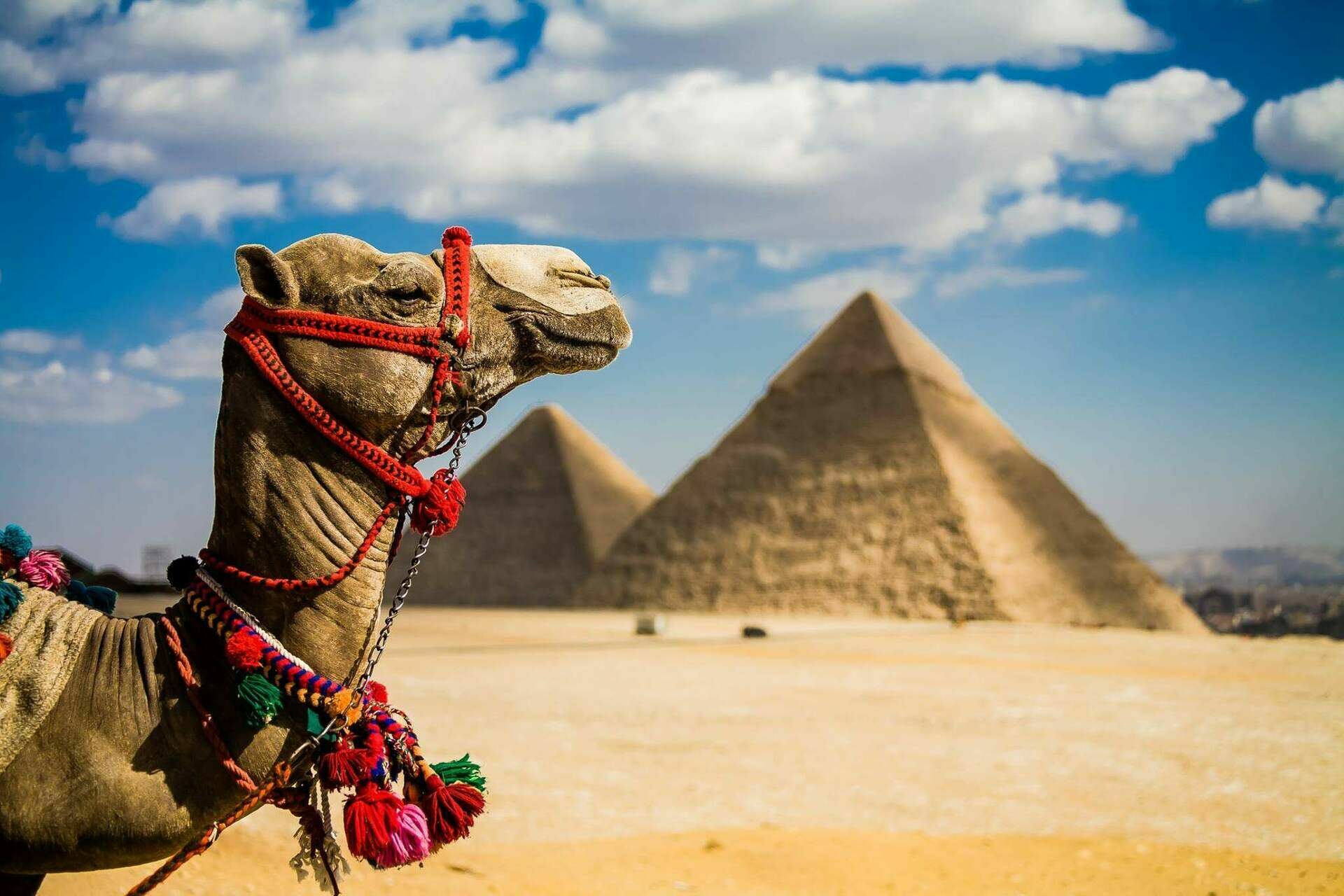 Регулярное авиасообщение с курортами Египта возобновят 9 августа