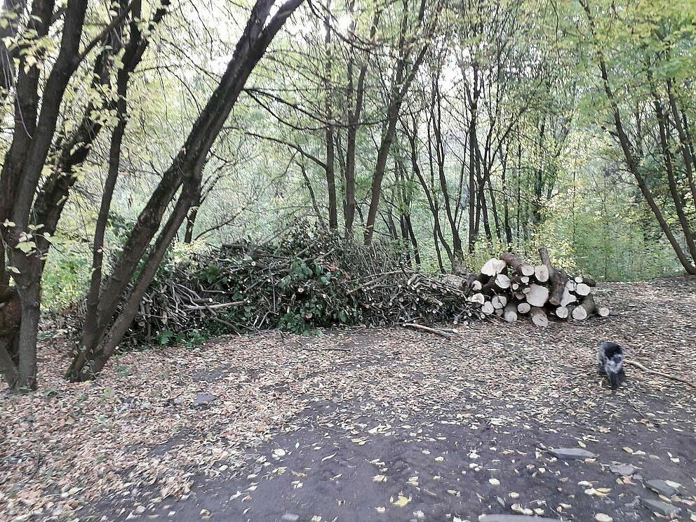 В ООПТ "Пойма реки Сетунь" идет массовая вырубка деревьев.