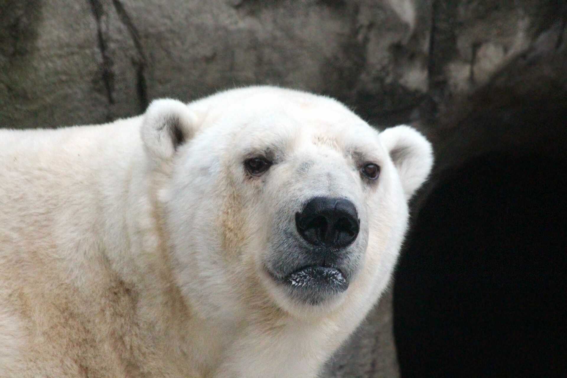 В Красноярском крае в заполярный поселок забрел белый медвежонок