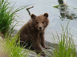 В камчатском заповеднике медвежья семья вскармливает чужого медвежонка (ФОТО)