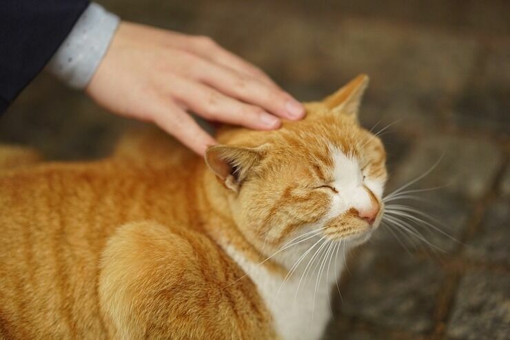 Ученые: гладить кошек очень опасно для жизни