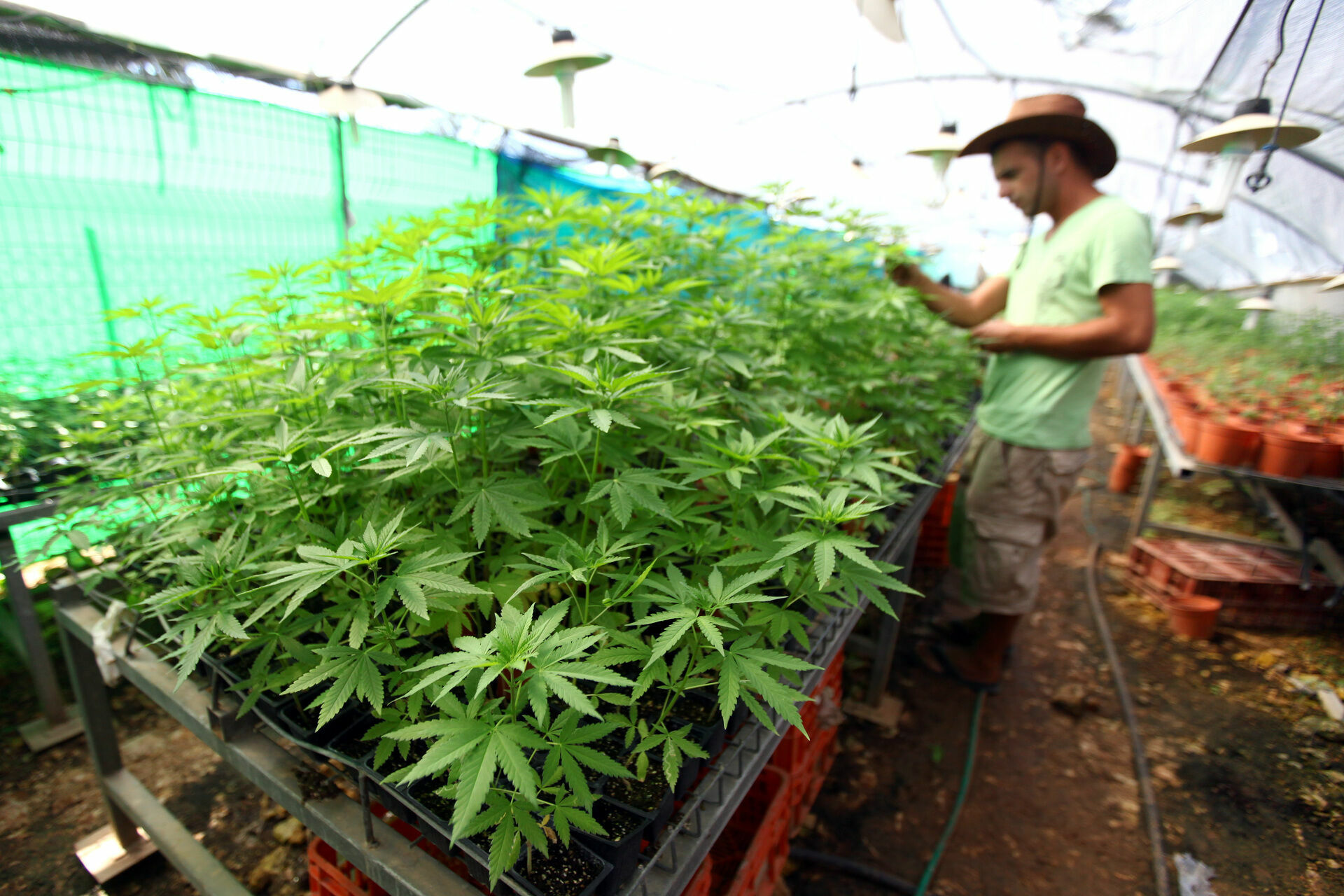 Таиланд первым в Азии легализовал выращивание и потребление марихуаны