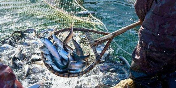 Экологи: убыль диких животных и рыбы на Земле идет рекордными темпами
