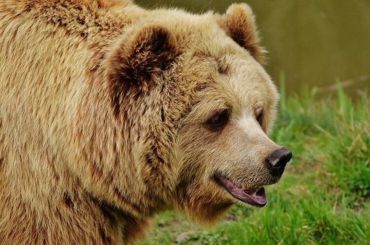 Медведь вырвался из клетки и растерзал жителя Пензенской области