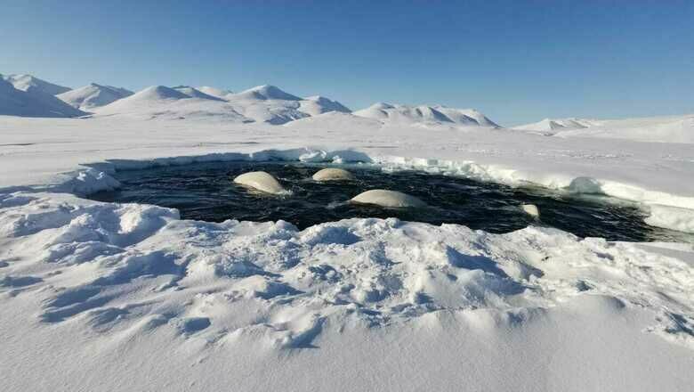 Попавшие в ледовый капкан на Чукотке белухи получили шанс на спасение