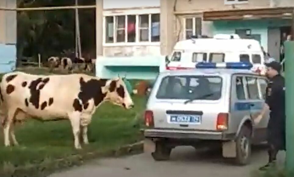 Стадо агрессивных коров атаковало полицейских в Верхнем Уфалее