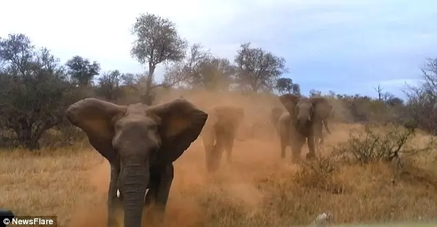 Африканские слоны нередко нападают на туристов