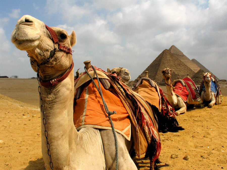 В АТОР рассчитывают на открытие Египта после ограничения полетов в Турцию