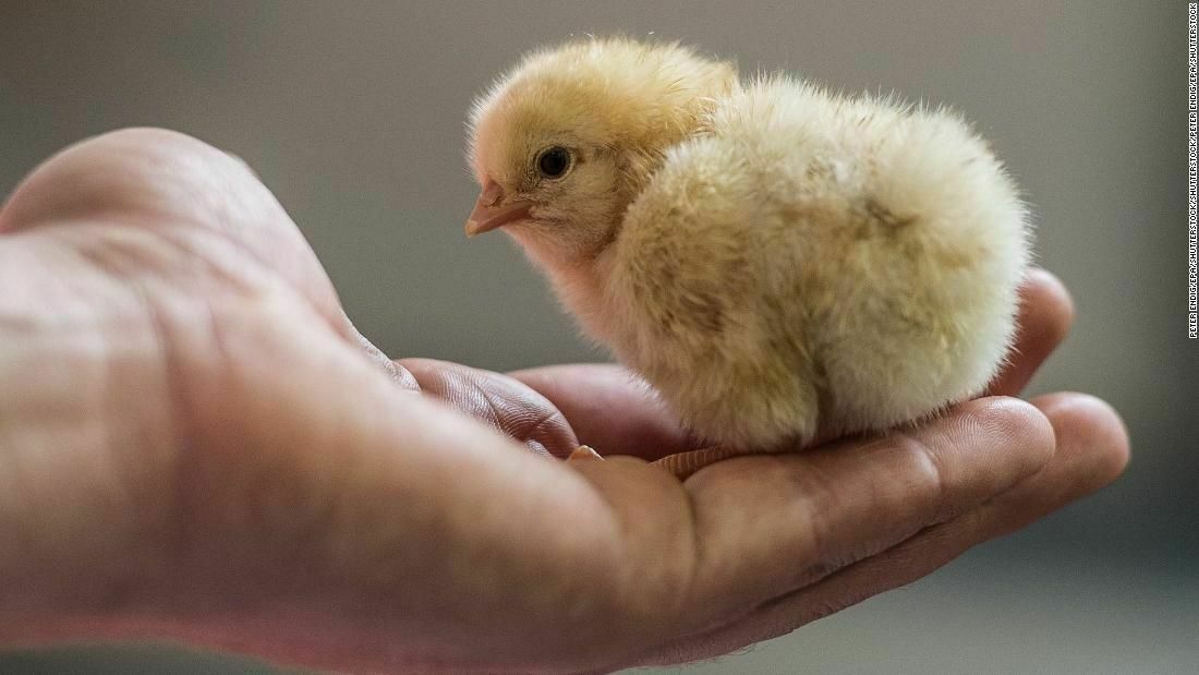 В Германии живых цыплят перестанут бросать в птицерезку