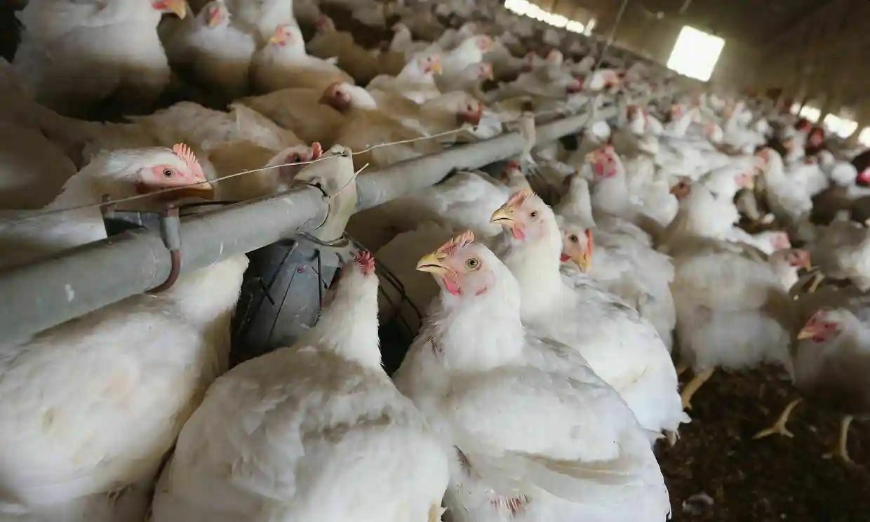В Британии из-за ковида полмиллиона цыплят умертвят в газовых камерах