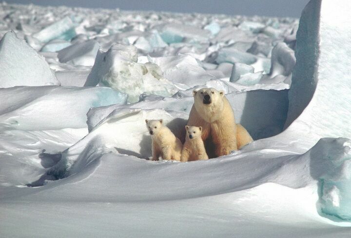 WWF России собирает средства на создание «медвежьих патрулей» в Арктике