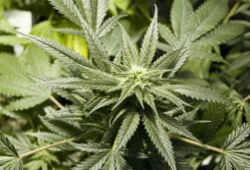 В Колорадо легализовали продажу  и хранение марихуаны