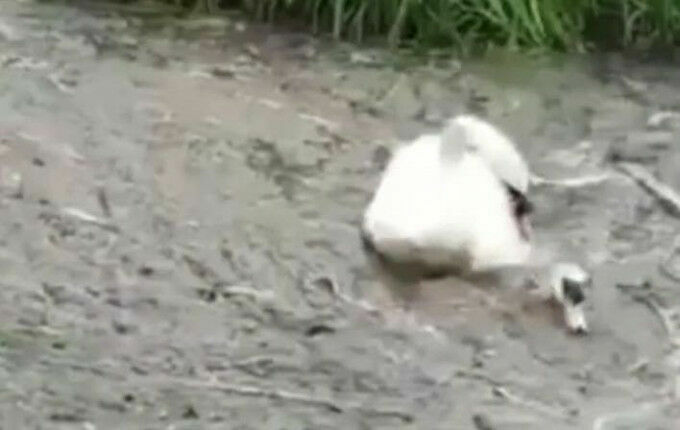 Лебединая пара безуспешно помогала друг другу выбраться из болота (Видео)