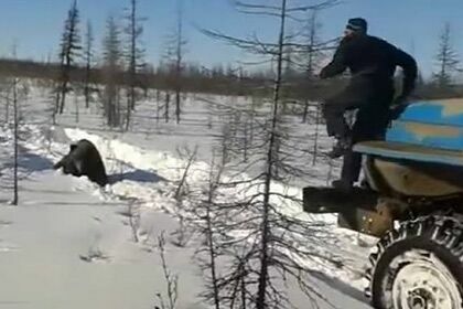 В Якутии вахтовики жестоко задавили медведя  (видео)