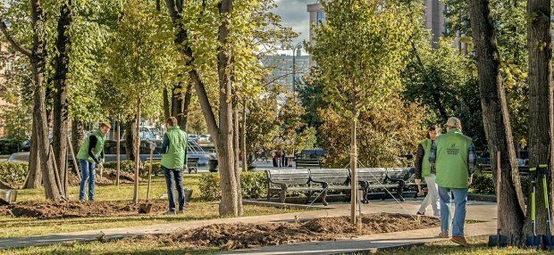 В Москве начинается осенняя посадка деревьев-крупномеров