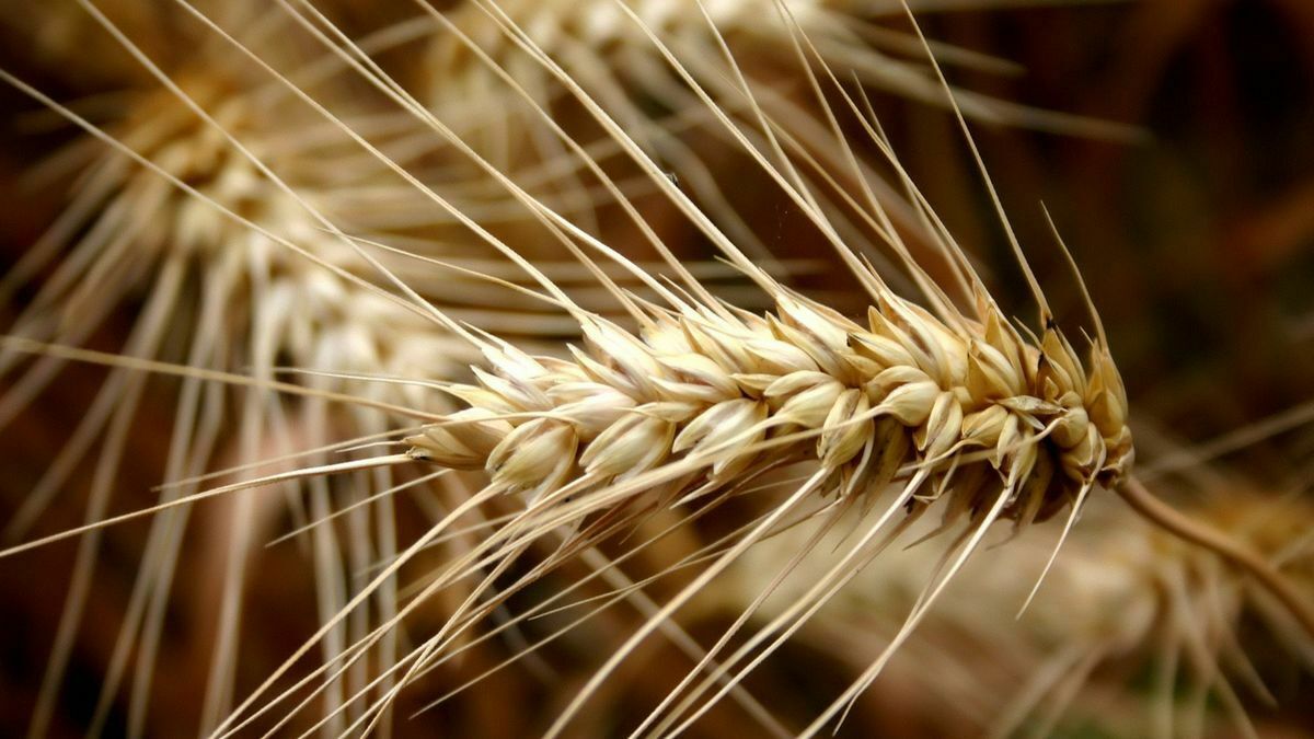 В Башкирии погибло 30% посевов озимой пшеницы