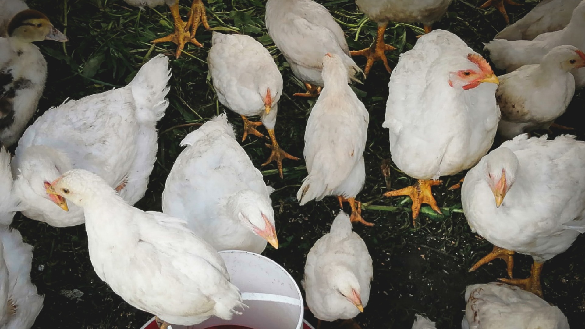 Крупная птицефабрика закрылась на полгода после вспышки птичьего гриппа