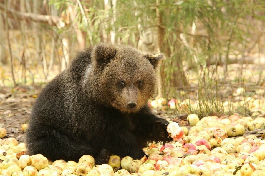 К 8-10 месяцам медвежата-сироты готовы к самостоятельной жизни в лесу, но только если их к ней приспособили