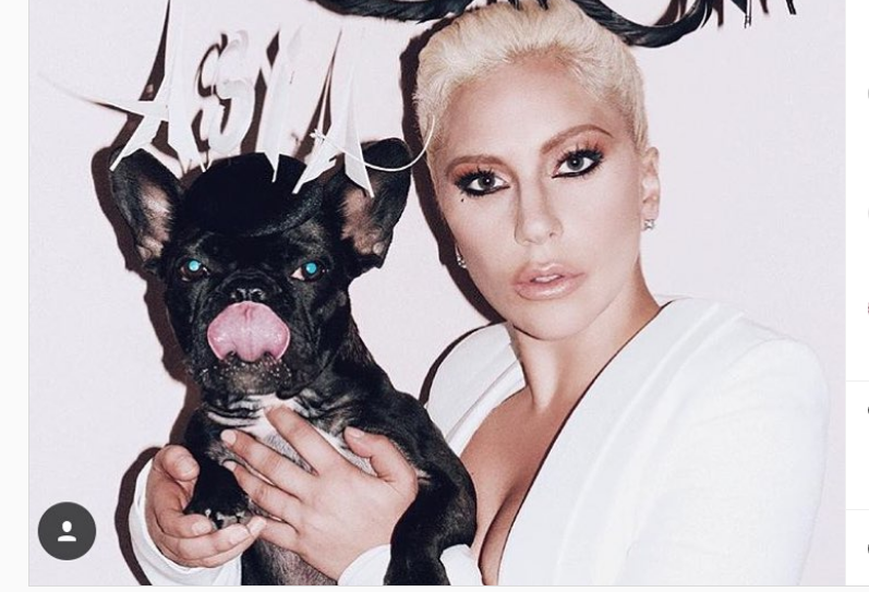 Леди Гага пообещала полмиллиона долларов тому, кто вернет ей украденных бульдогов