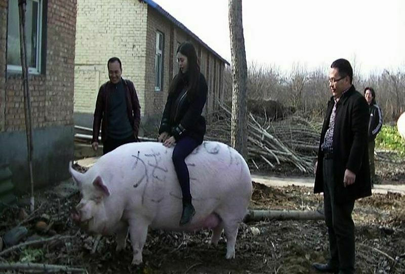 В Китае разводят свиней размером с белого медведя (ФОТО)
