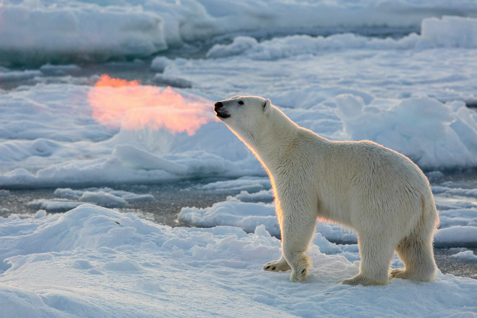Как на ладони: белых медведей в Арктике сосчитают с высоты птичьего полёта