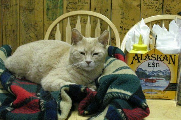 В возрасте 20 лет скончался кот Стаббс – мэр города на Аляске