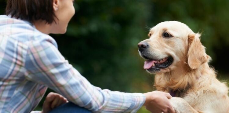 У собак нашли гены «общительности»