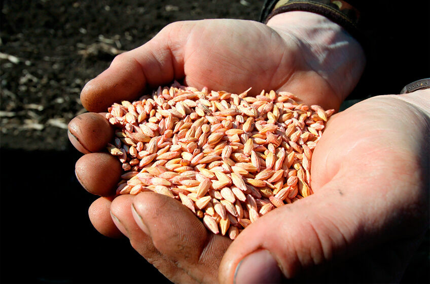 Фьючерсы на пшеницу подорожали на 8% из-за решения Москвы выйти из "зерновой сделки"