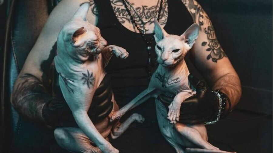 В Госдуме озаботились кошачьими татуировками