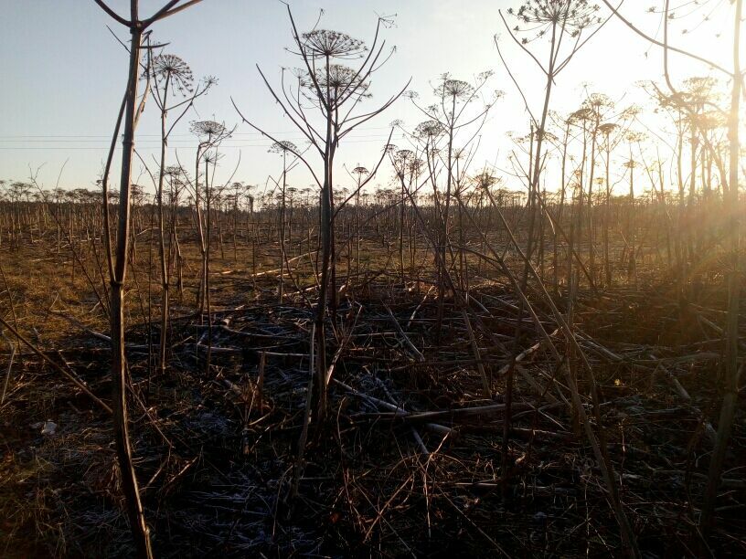 Мерзость запустения: в Ленинградской области утрачено более трети сельхозземель