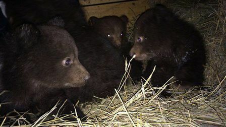 Конный клуб в Красноярске приютил осиротевших медвежат