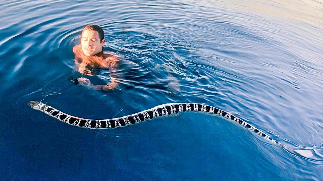 Сексуально озабоченные морские змеи атакуют дайверов на Большом Барьерном рифе