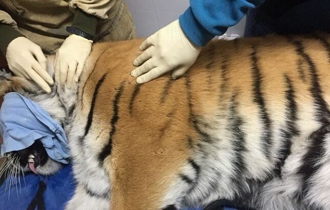 Во Владивостоке поймали тигра, несколько дней гулявшего по городу