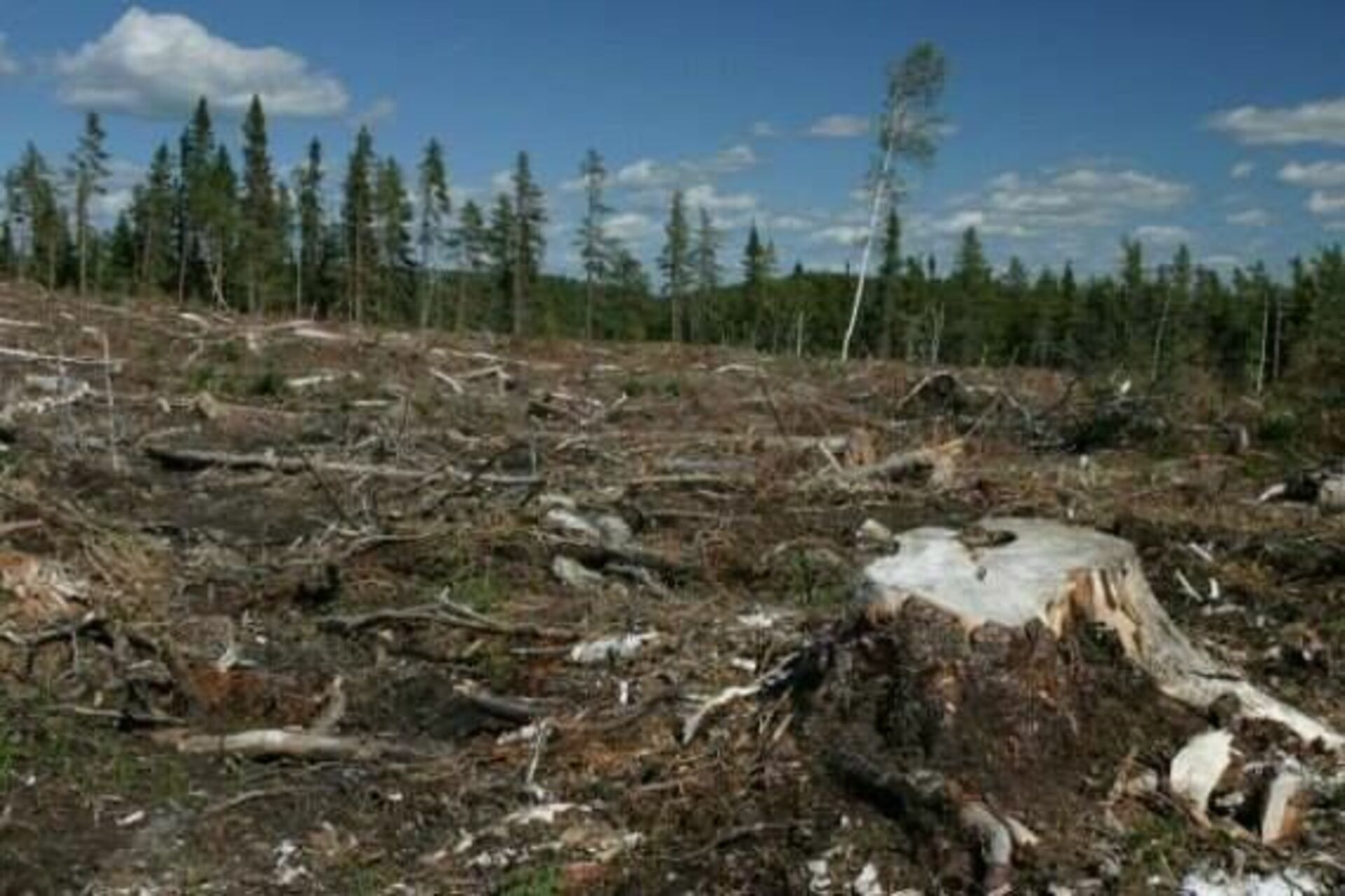Экология тайги. Экологические проблемы тайги. Экологические проблемы в ту. Вырубленный лес.