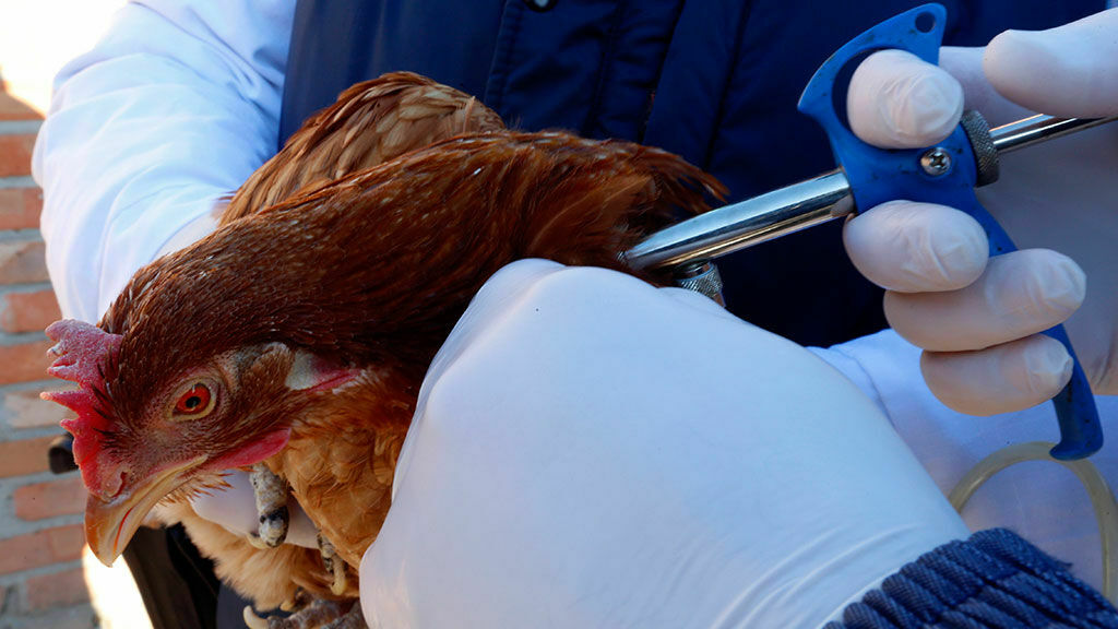"Вектор" разработал вакцину против птичьего гриппа