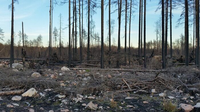 Погибшие от пожаров леса Сибири будут восстанавливаться 100 лет