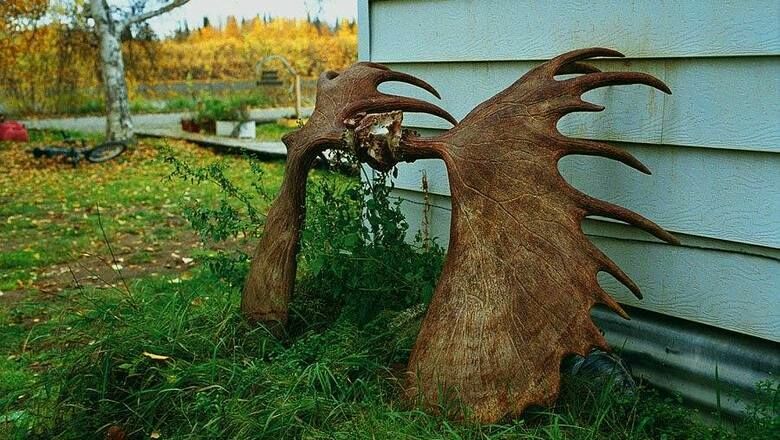 Эксперты Приморского края оценили разрешение на охоту с луком