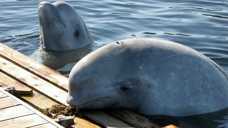 И Кремль не помог: в Приморье замерзают "арестованные" киты и белухи