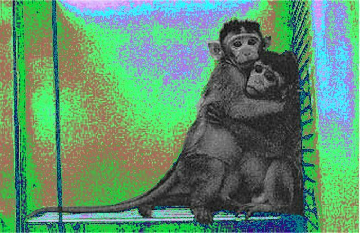 Тренировались на обезьянах: Volkswagen извинился за свои жестокие опыты над животными