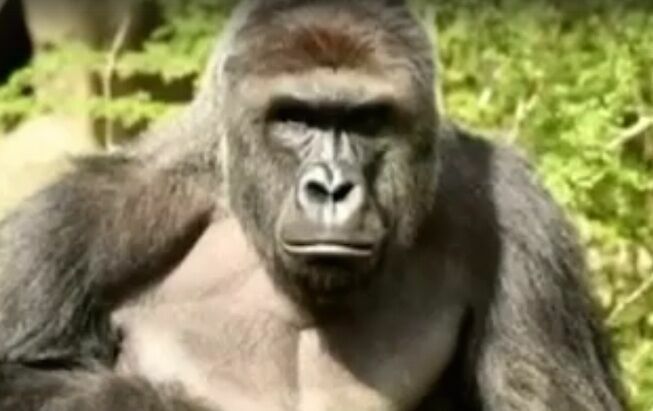 Зоопарк призвал перестать делать мемы с убитой гориллой