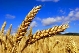 Цена российской пшеницы побила многолетний рекорд
