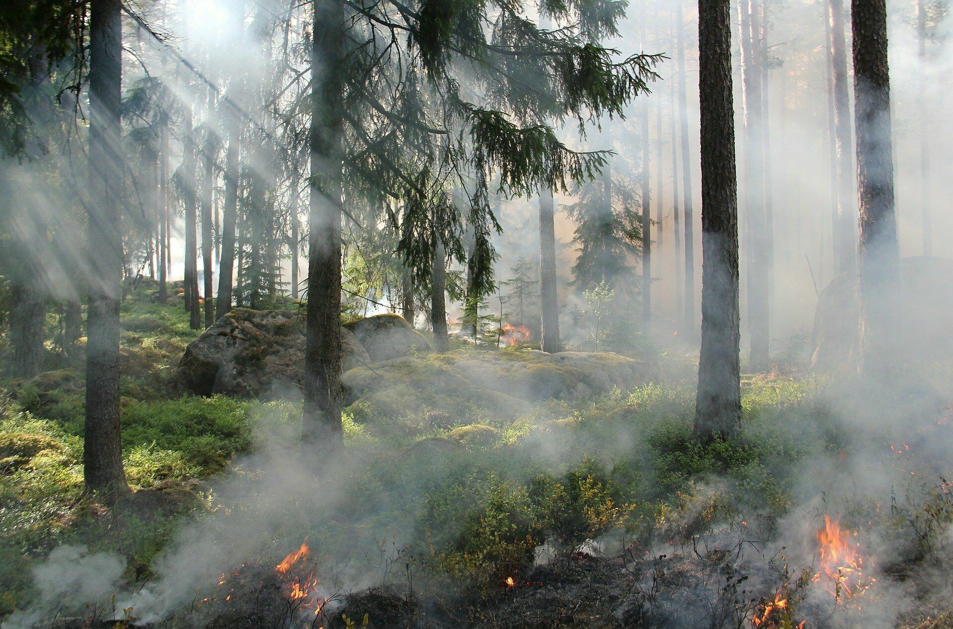 Greenpeace собирает подписи, чтобы власти обратили внимание на лесные пожары в Сибири
