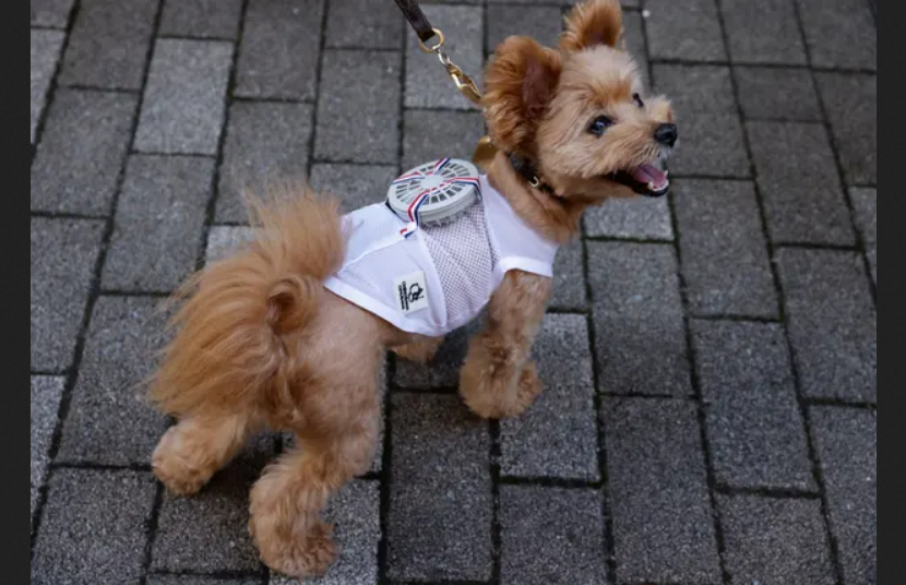 Cool Dog: японские собаки получили одежду с вентиляторами