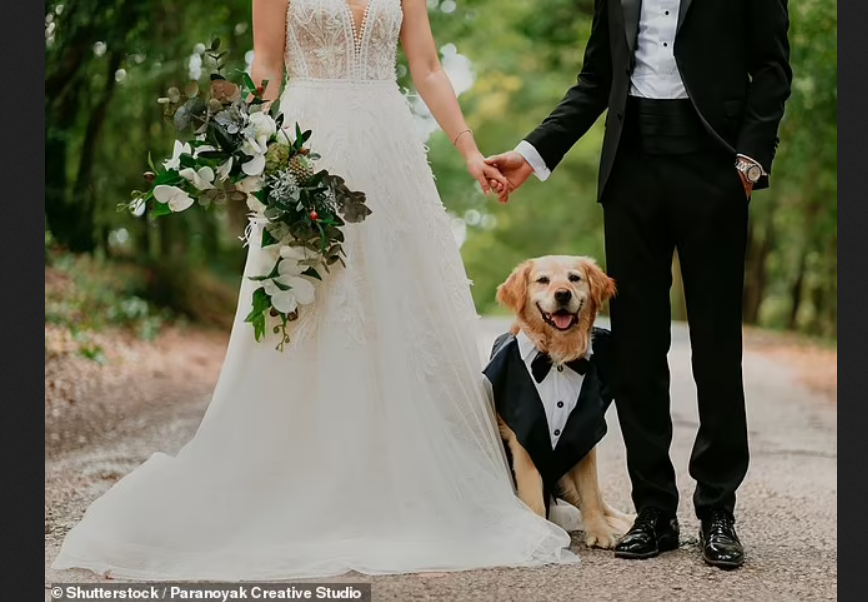 В Великобритании - бум на собак в качестве шаферов и подружек невесты